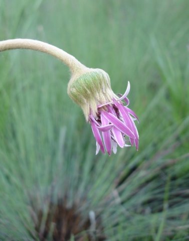 Gerbera ambigua flowerhead